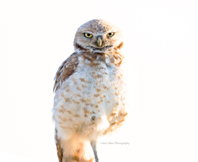 Burrowing owl art WM