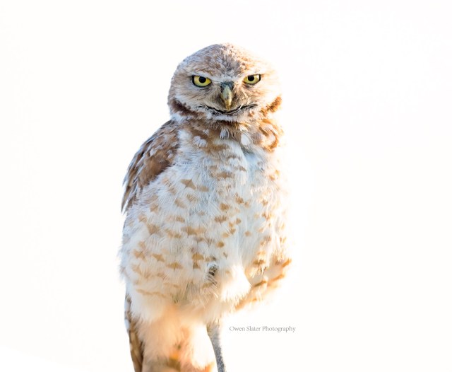 Burrowing owl art WM