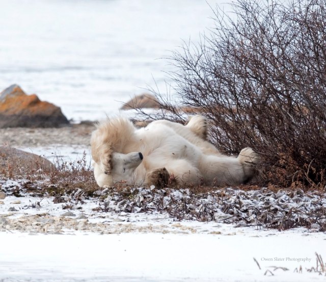 Chilling in Churchill WM