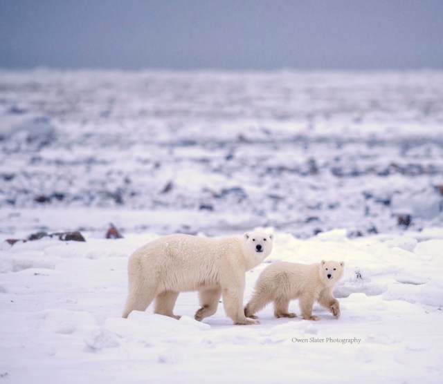 PB mom and cub walking WM