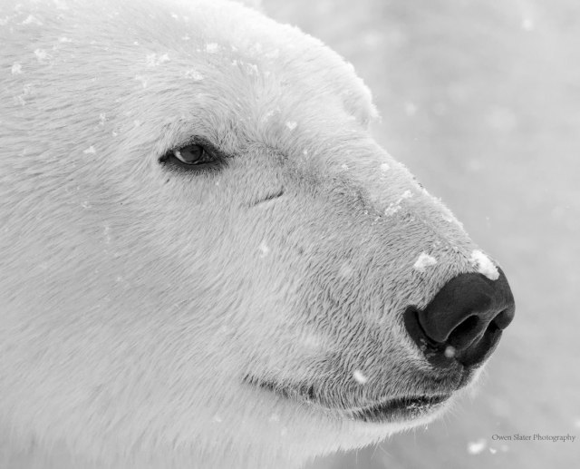 Polar Bear Head BW WM