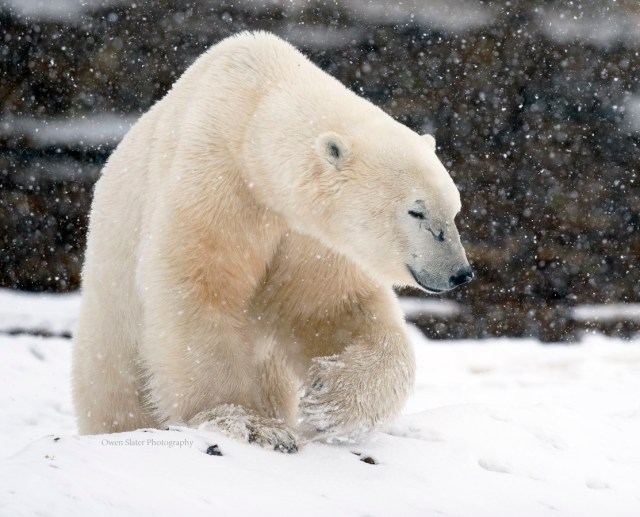 Polar Bear Warrior WM