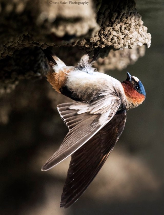 Cliff swallow wings WM