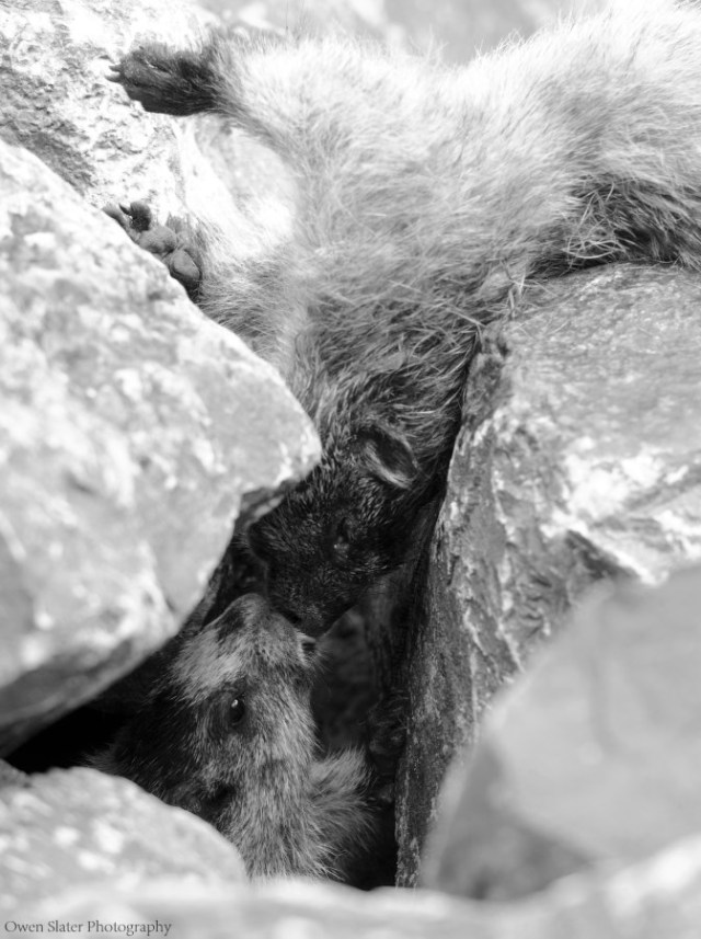 Licking mother BW WM