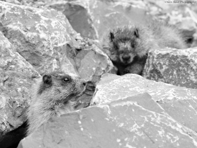 Marmot dead kit approach BW WM