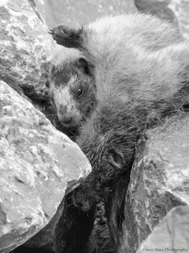 Marmot kit in arms of dead marmot BW WM