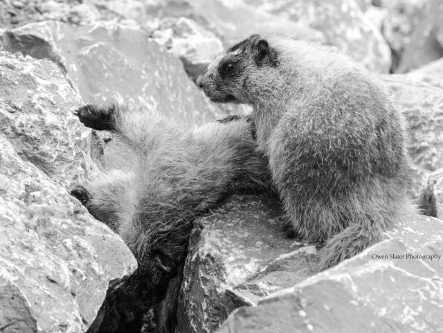 Mourning marmot BW WM