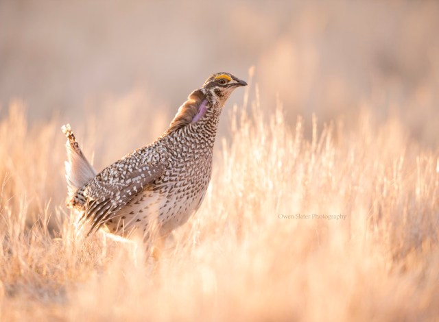 Sharp tailed grouse throat display WM