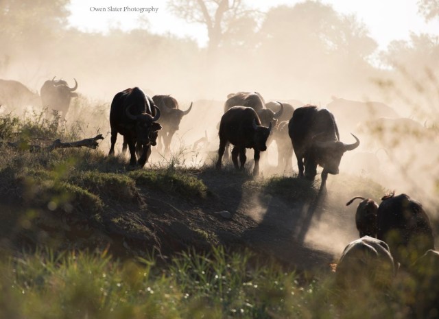 Buffalo stampede to watering hole WM