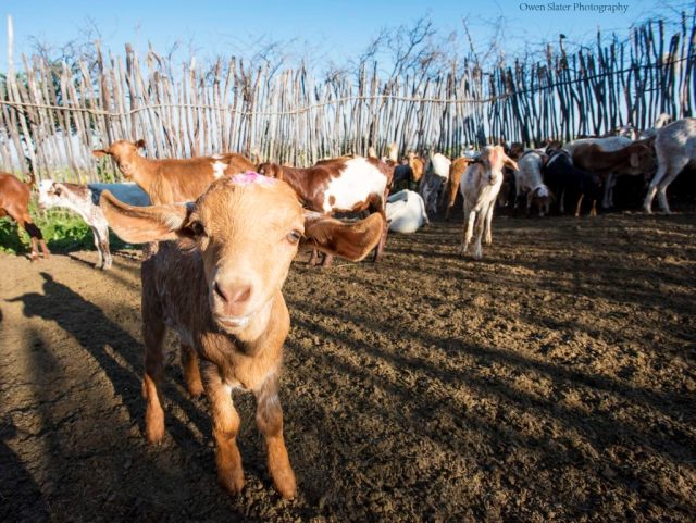 Goat Boma Study Large WM