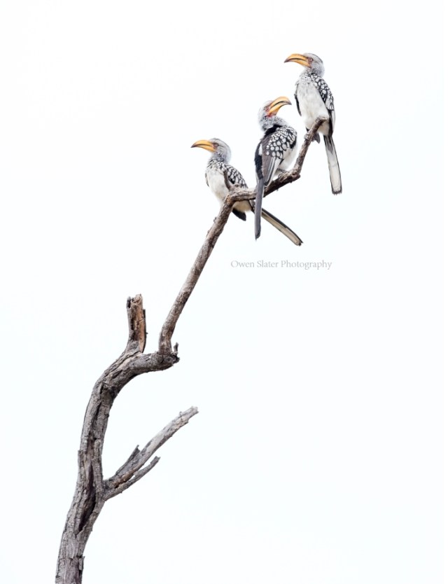 hornbill-art-2-wm