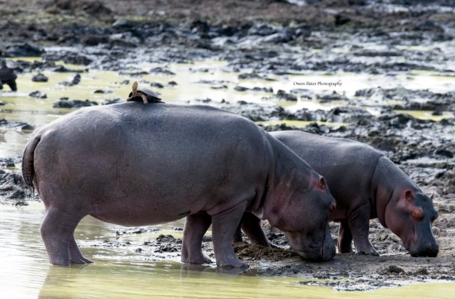 turtle-going-for-a-walk-on-hippo-wm